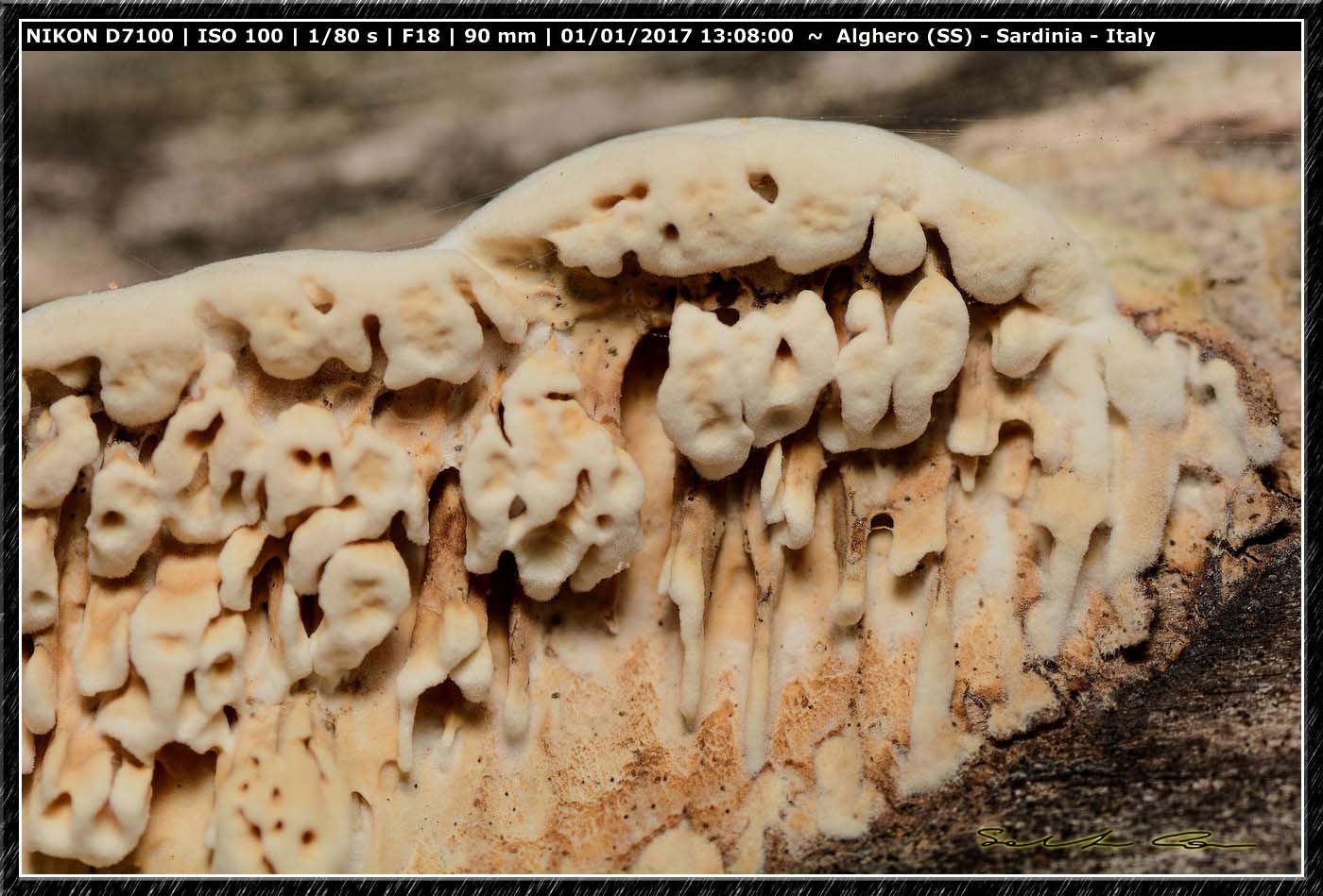 Determinazione funghi